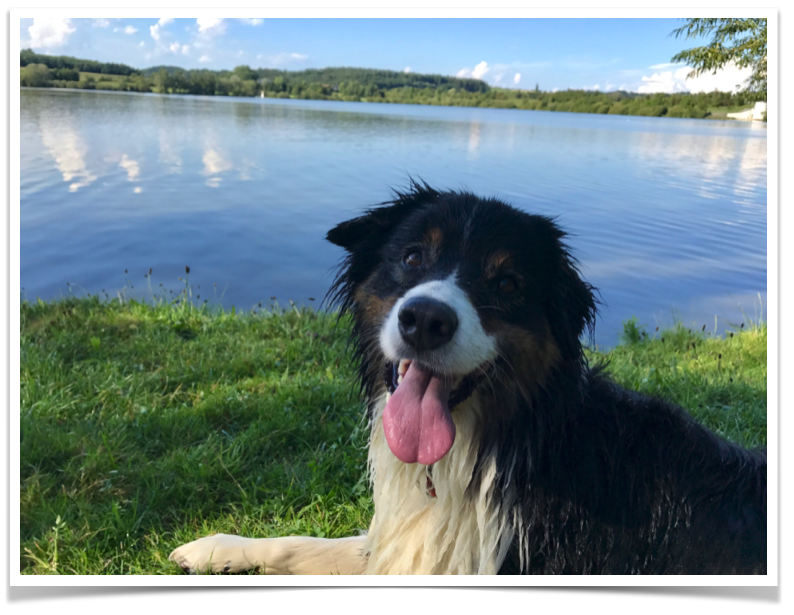 Innere Medizin - Tierarztpraxis Schwenke in Wilnsdorf