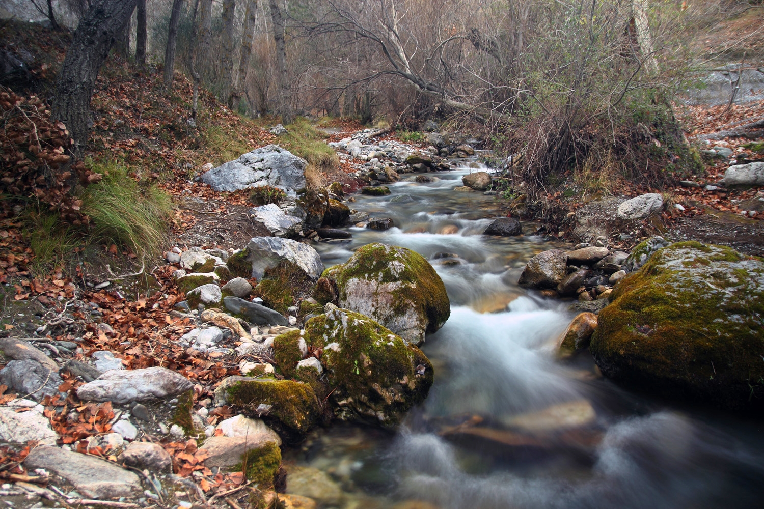 "Rio Dilar" - Dilar, PN Sierra Nevada,Granada - R05806