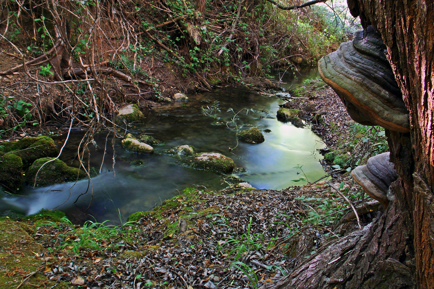 "Green River" - PN Sierra de Huétor, Granada - R07981