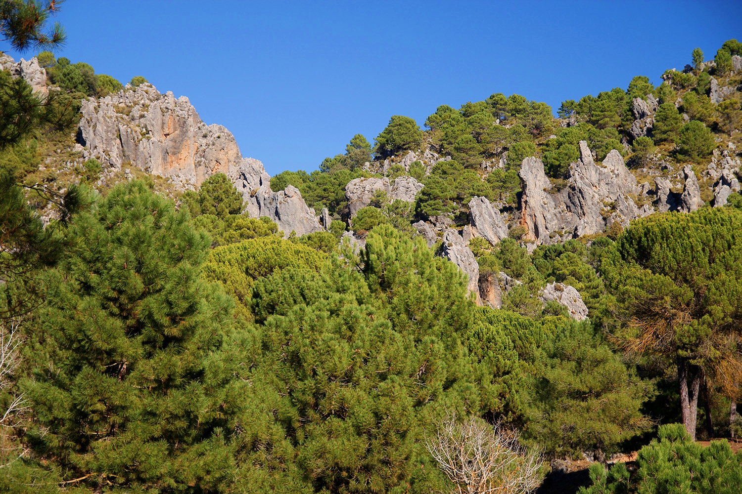 "Rock Woods" - PN Sierra de Huétor LS06964