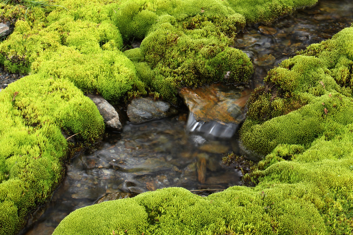 "Mountain Water" - PN Sierra Nevada, Granada - WC05238