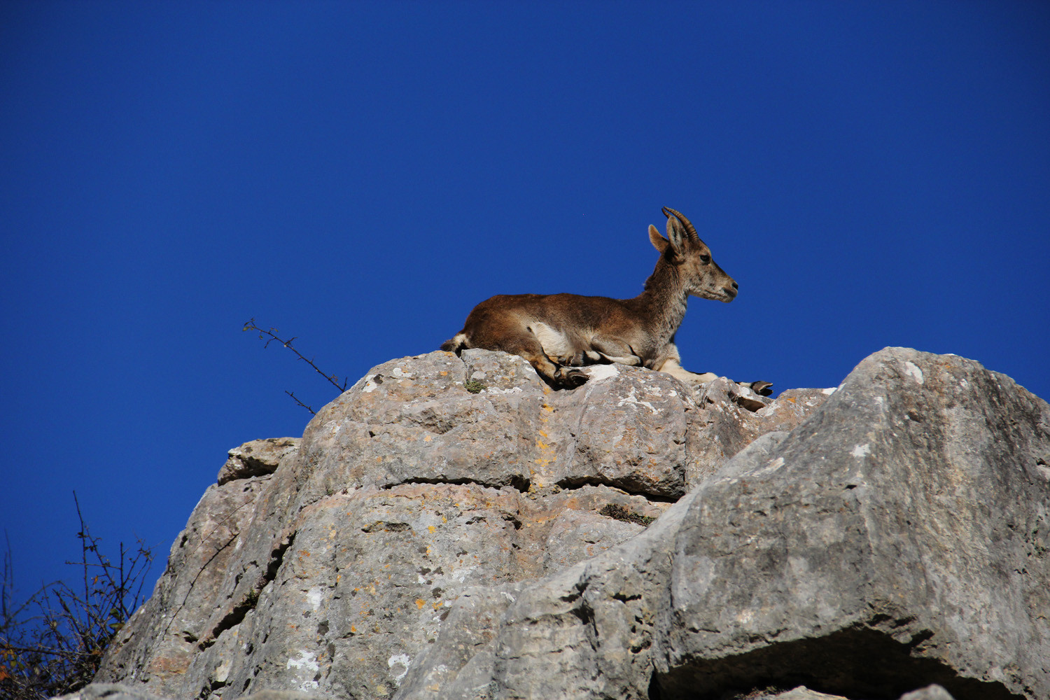 "Mountain Goat Statue" - PN Torcal, Malaga - WL00037