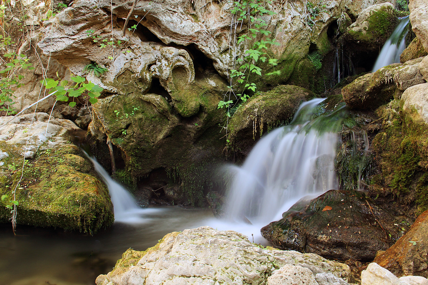 "Padro Negro" - PN Sierra de Huetor, Granada - WF07929