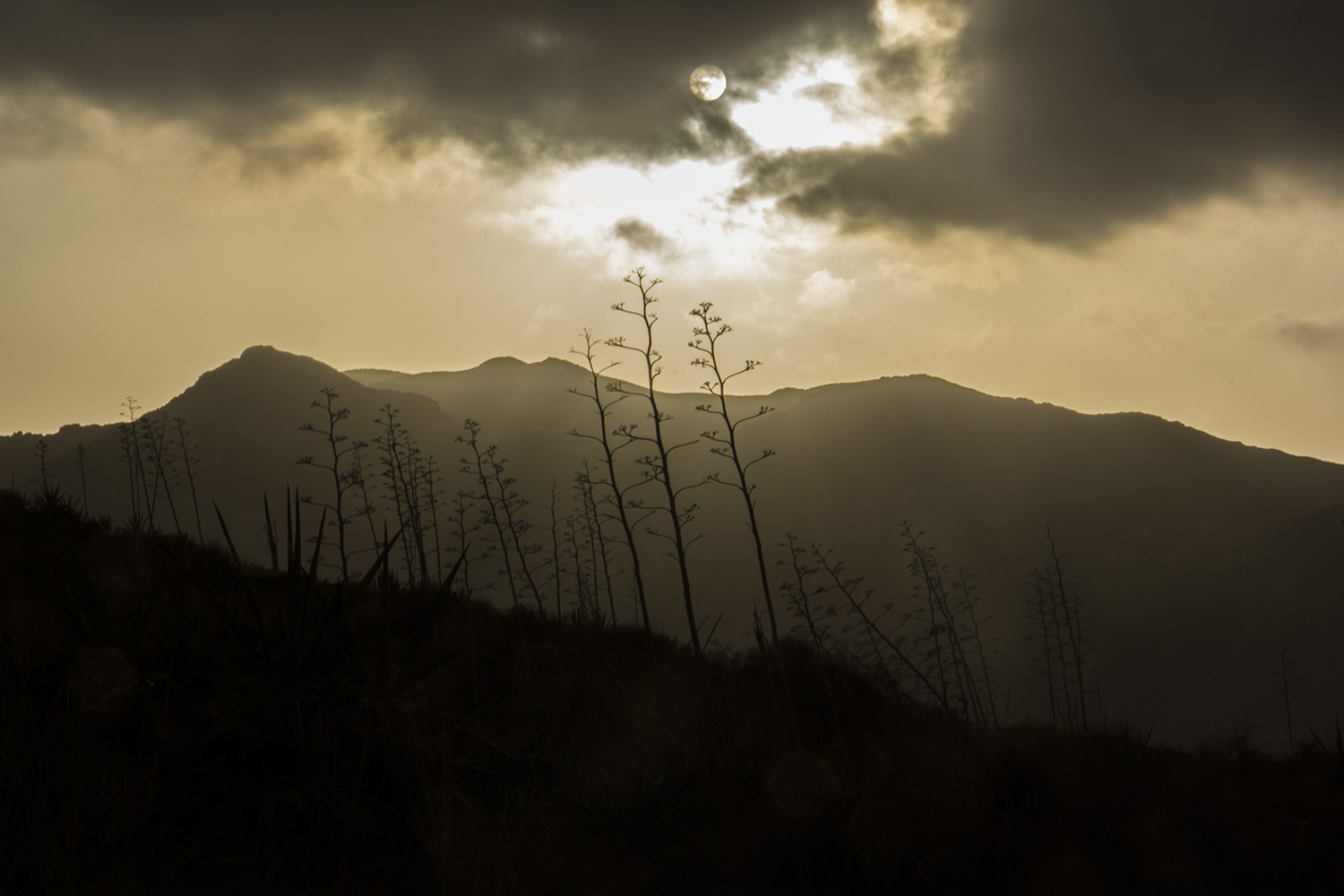 "Evening Sun" - Cabo de Gata, Almeria - LS06346