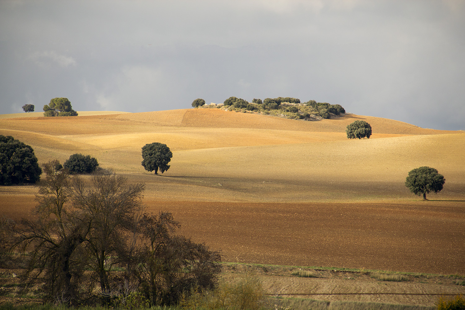 "Los Montes" - Granada - LS06954