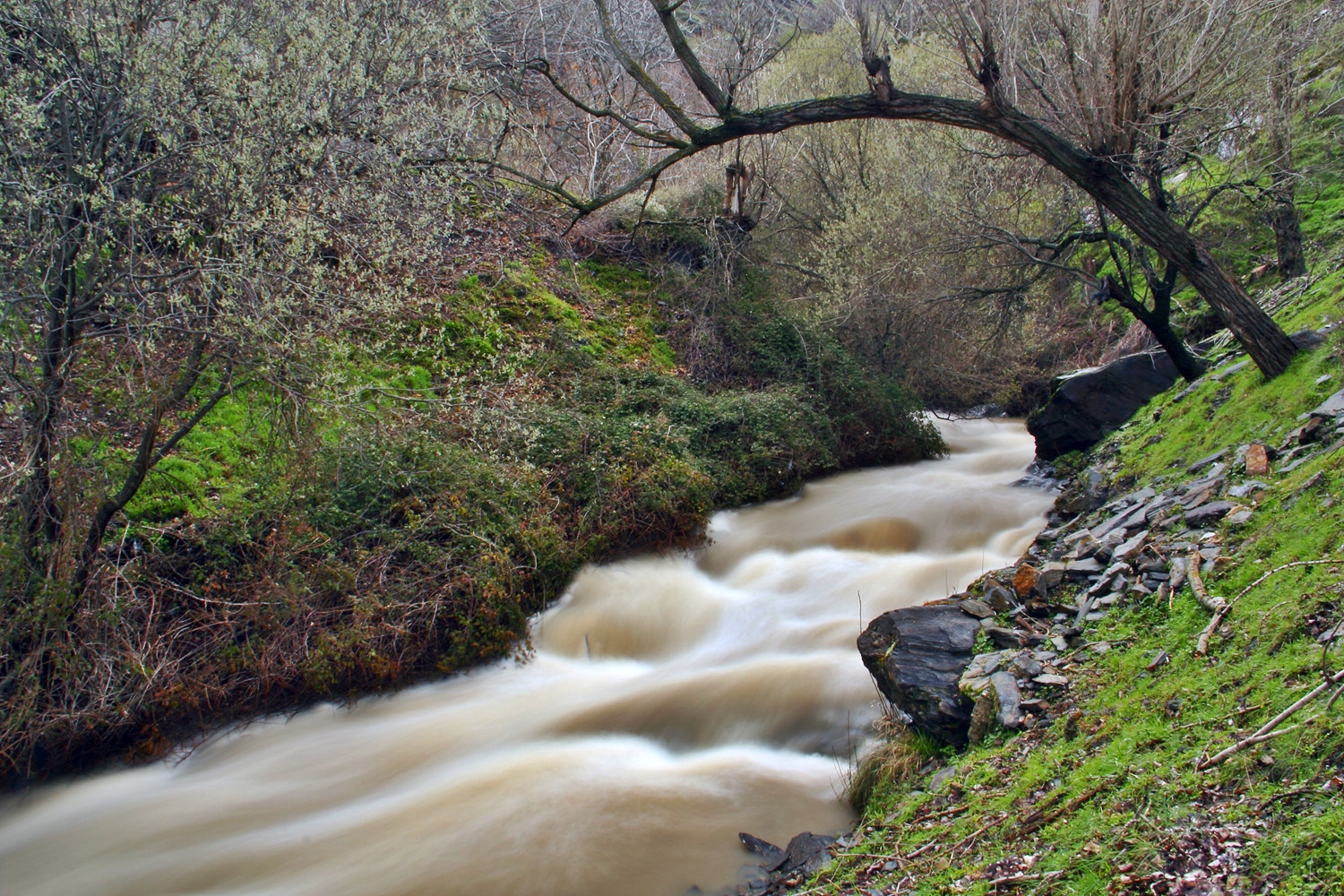 "Rio Genil" - PN Sierra Nevada, Granada - R06249