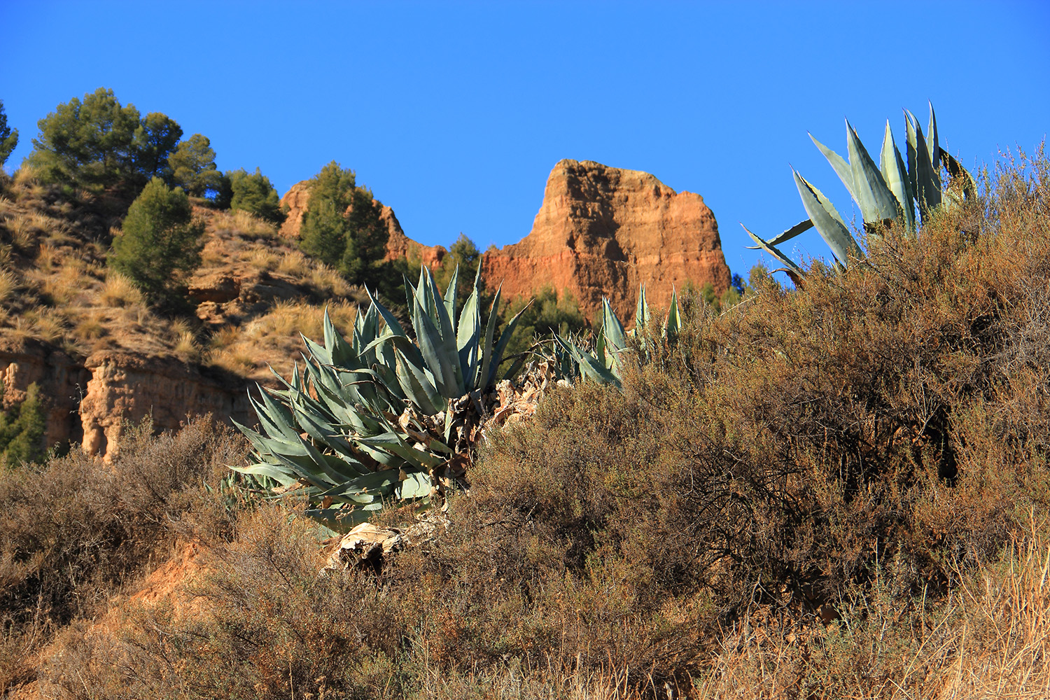 "Carcavas de Marchal" - Guadix, Granada - DR04335