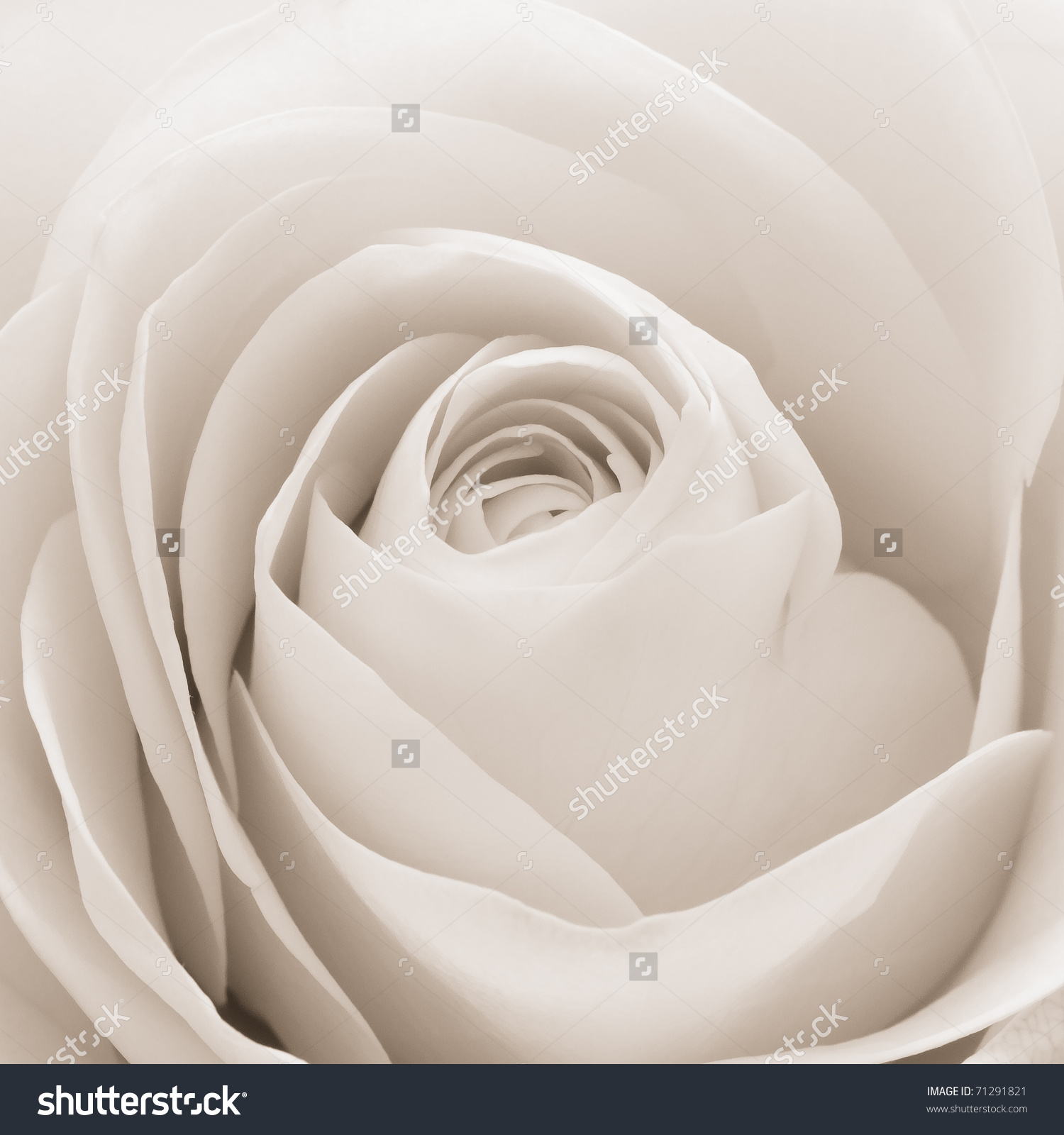 71291821