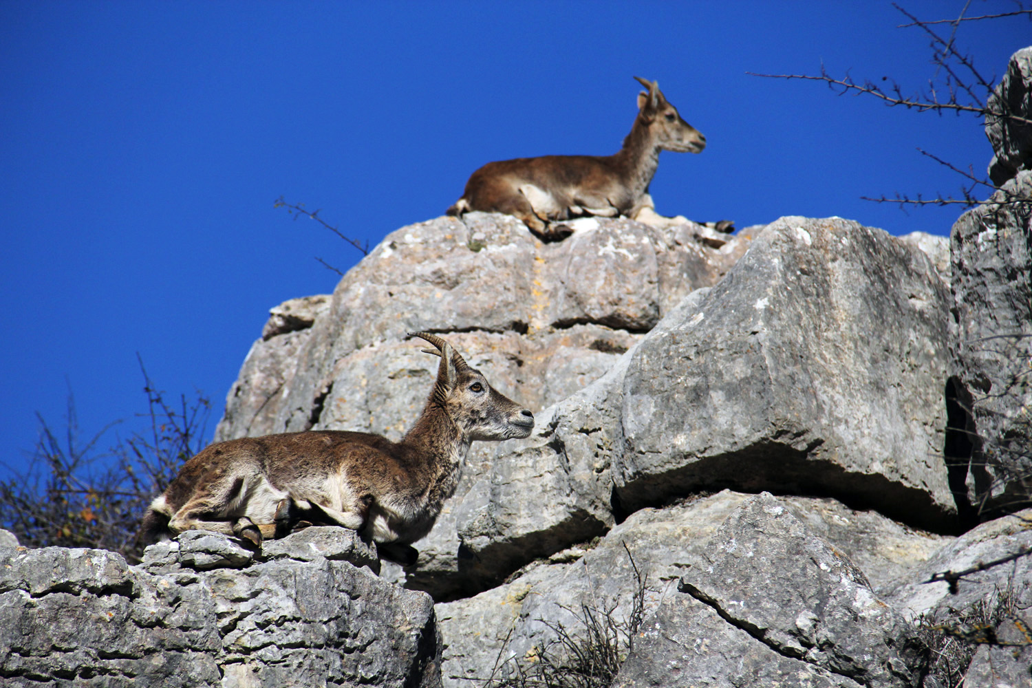 "Sunbathing" - PN Torcal, Malaga -WL00023