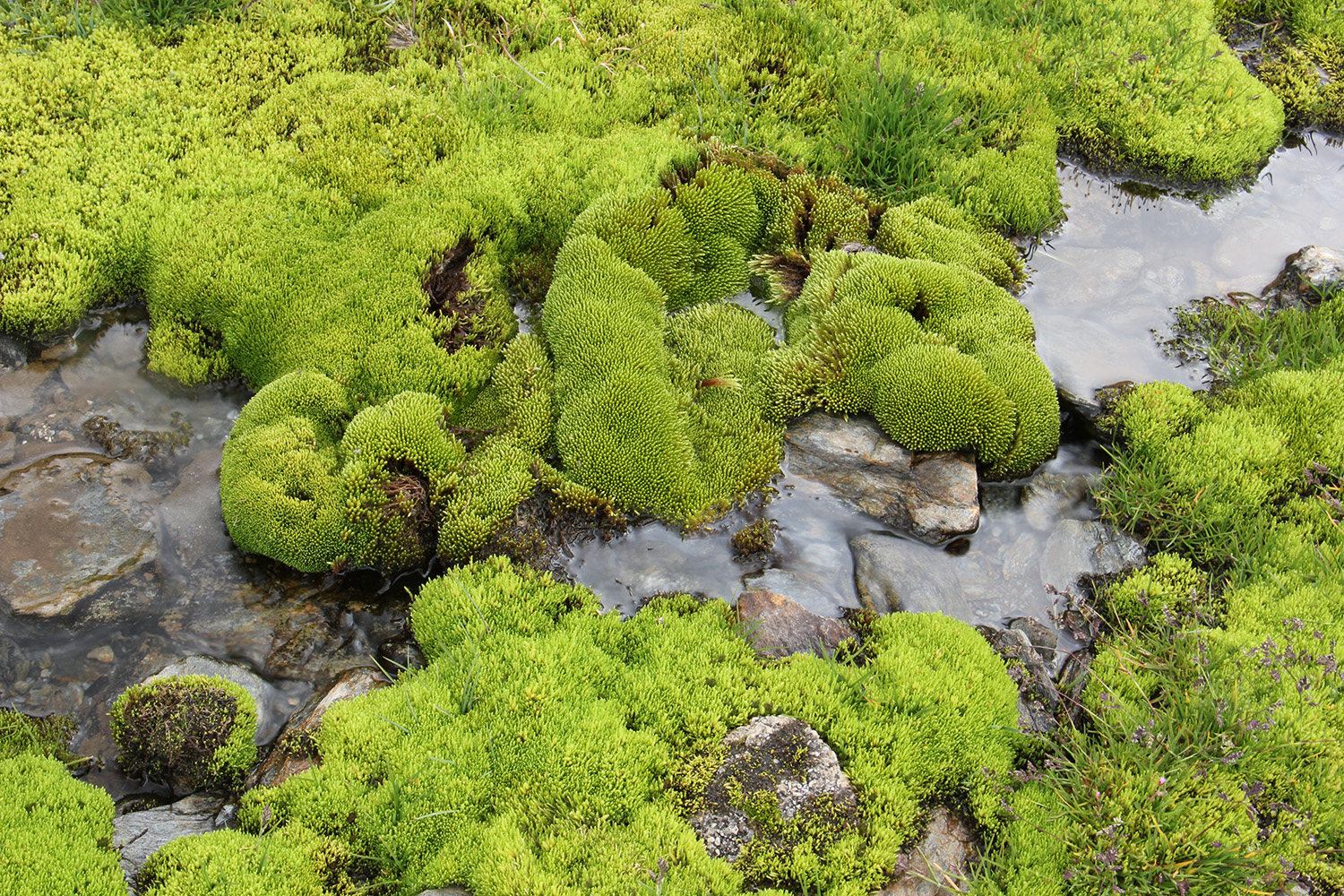 "Green" - PN Sierra Nevada, Granada - FF05232