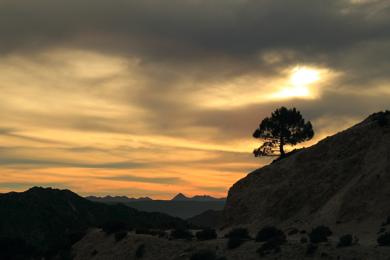 "Late Evening Tree" - PN Sierra Nevada, Granada - LS02949