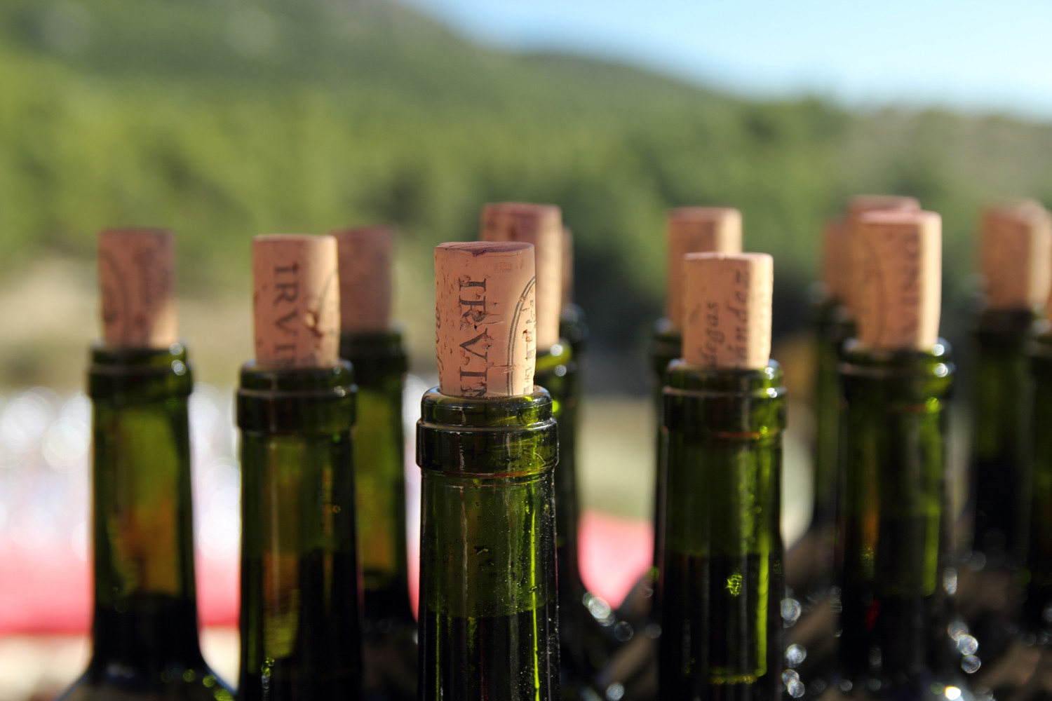 "The Wine Bottles" - Bodega Irving, Huescar, Granada - F03805