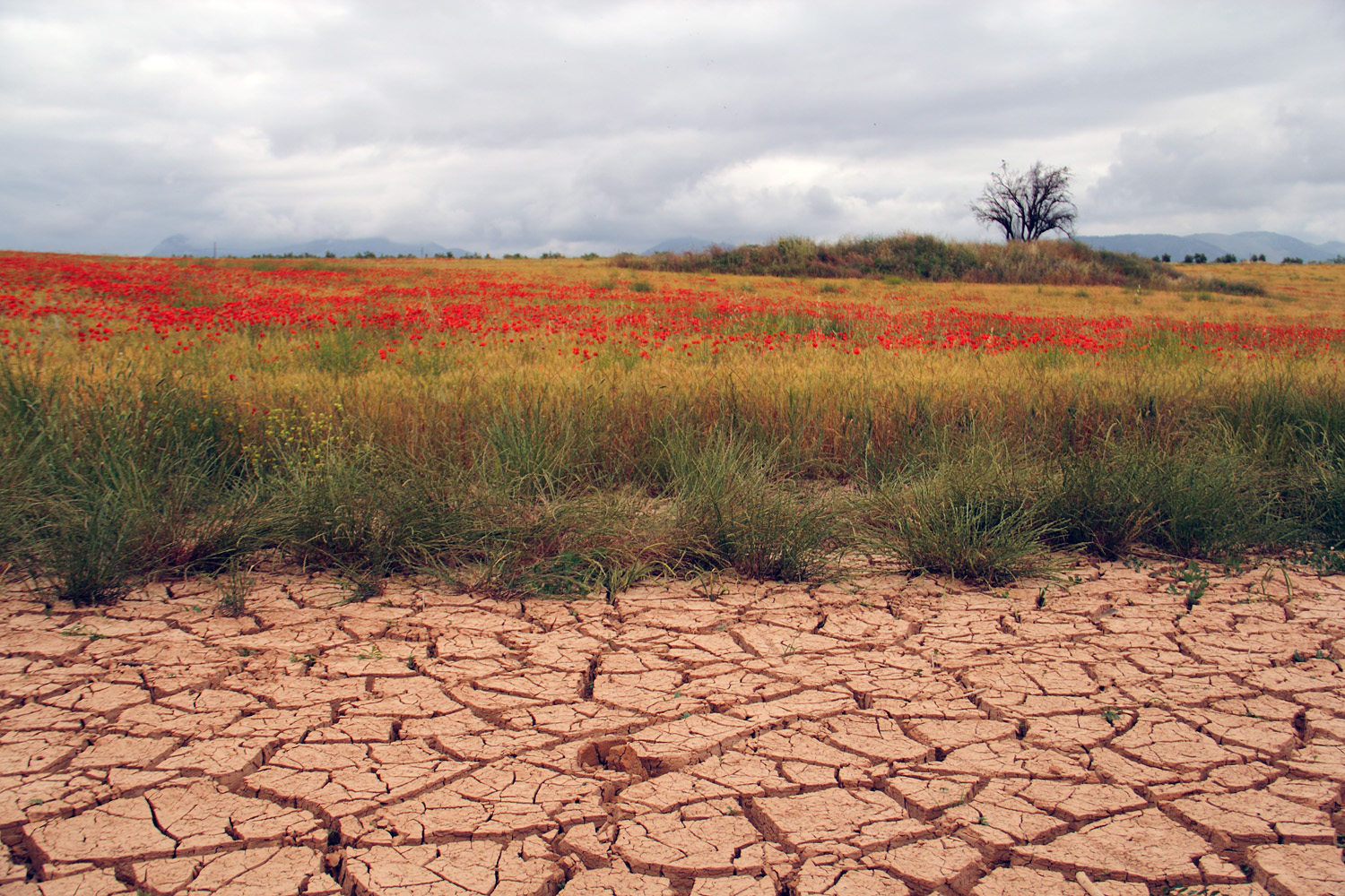 "Colorful Fields" - Countryside Granada - DR08131