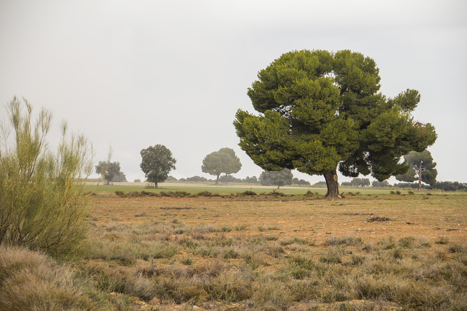 "The Tree"- Gorafe, Granada - LS03168