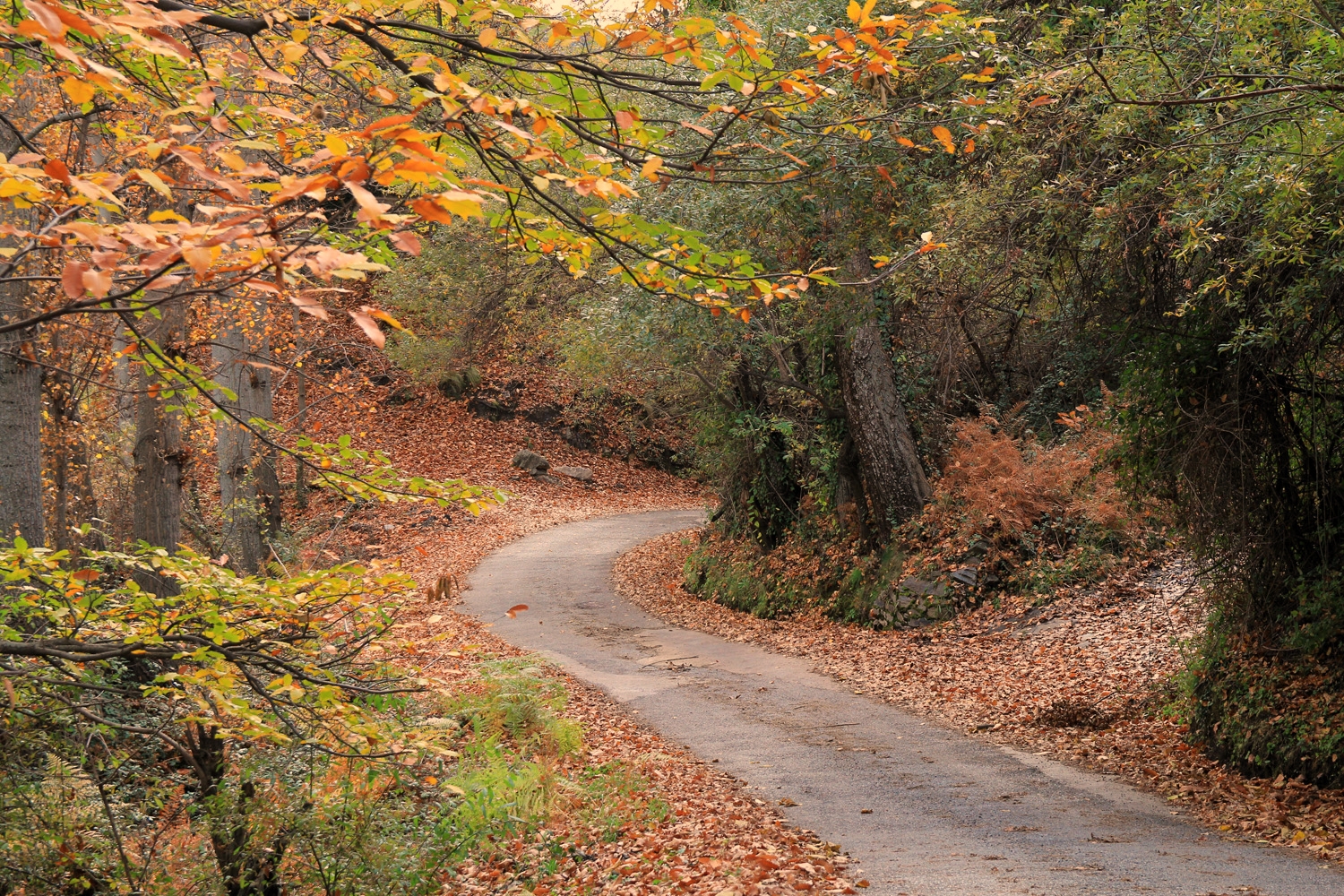 "Autumn Road" -  Capilerilla - LS08150