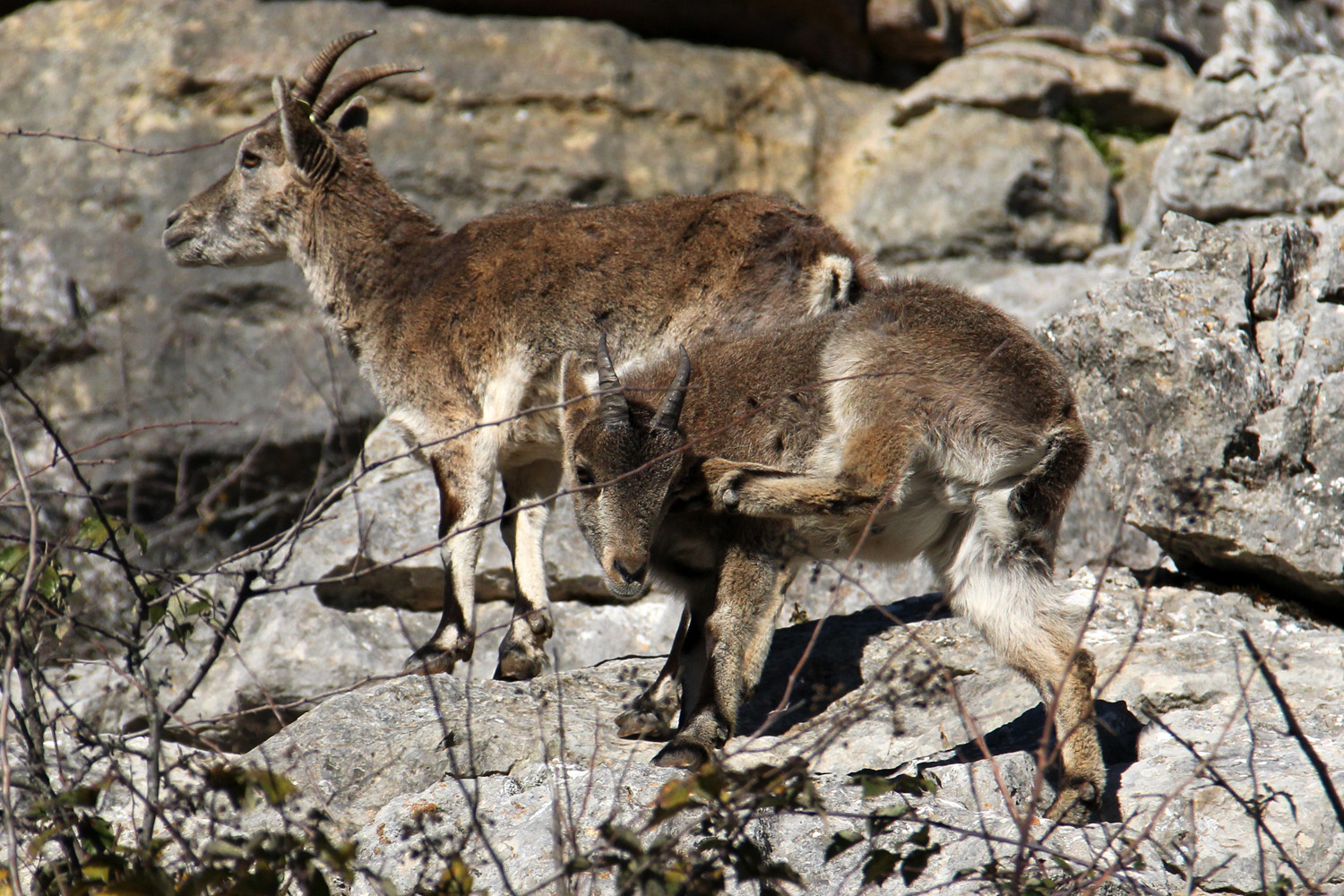 "Itch" - PN Sierra Nevada, Granada - WL00036