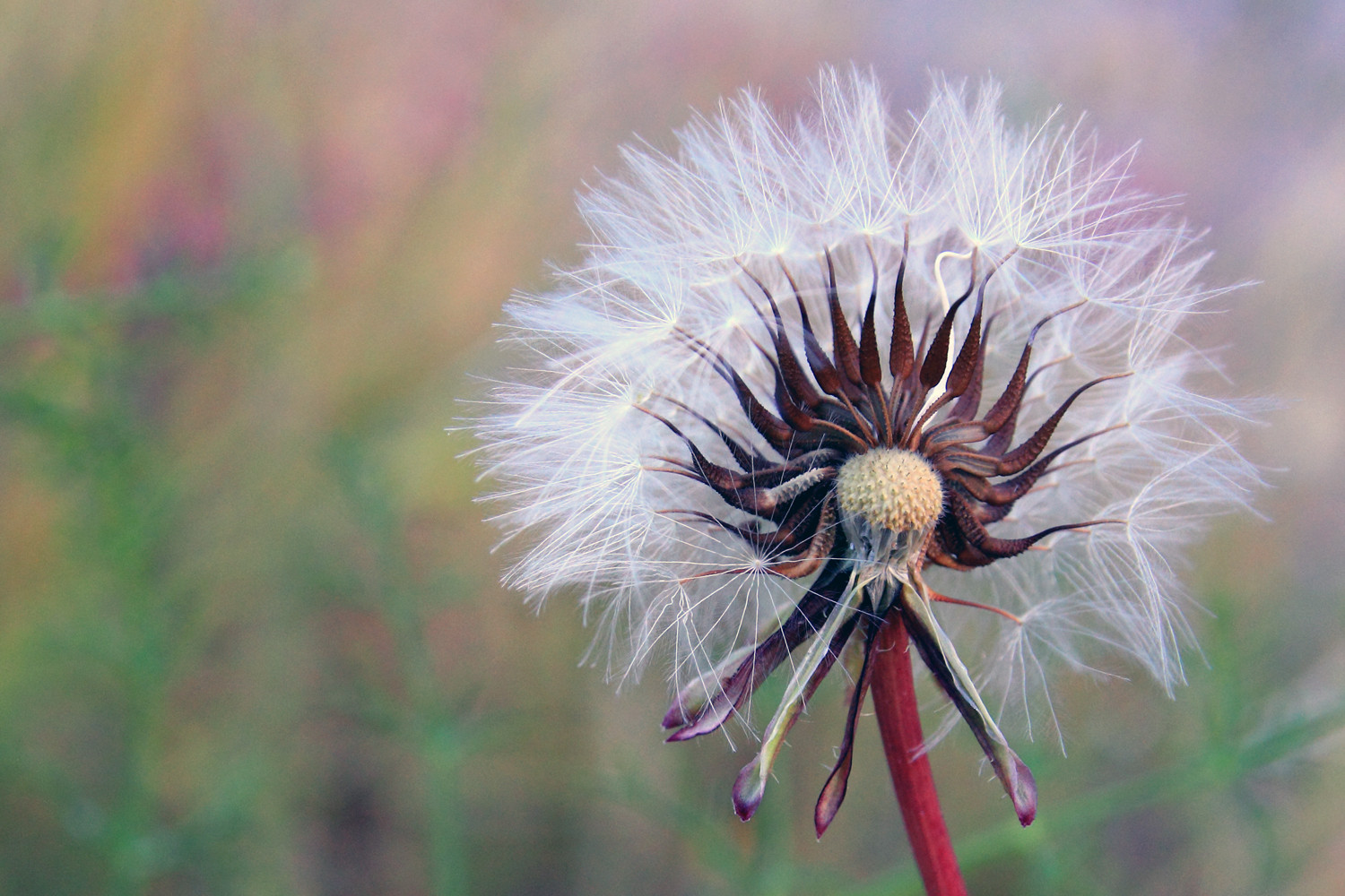 "Fished Flowering" - FF09452