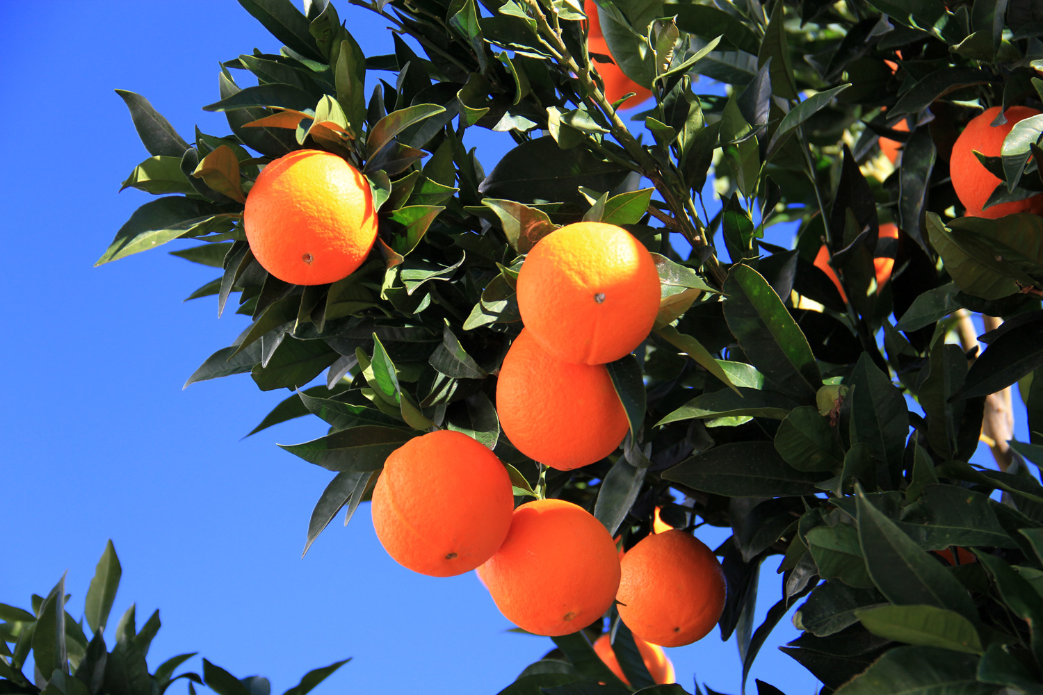 "Oranges" - Valle Lécrin, Granada - F07212