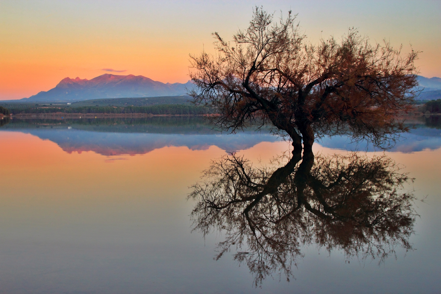 "The Water Tree" - Pantano de Cubillas, Granada - L04538