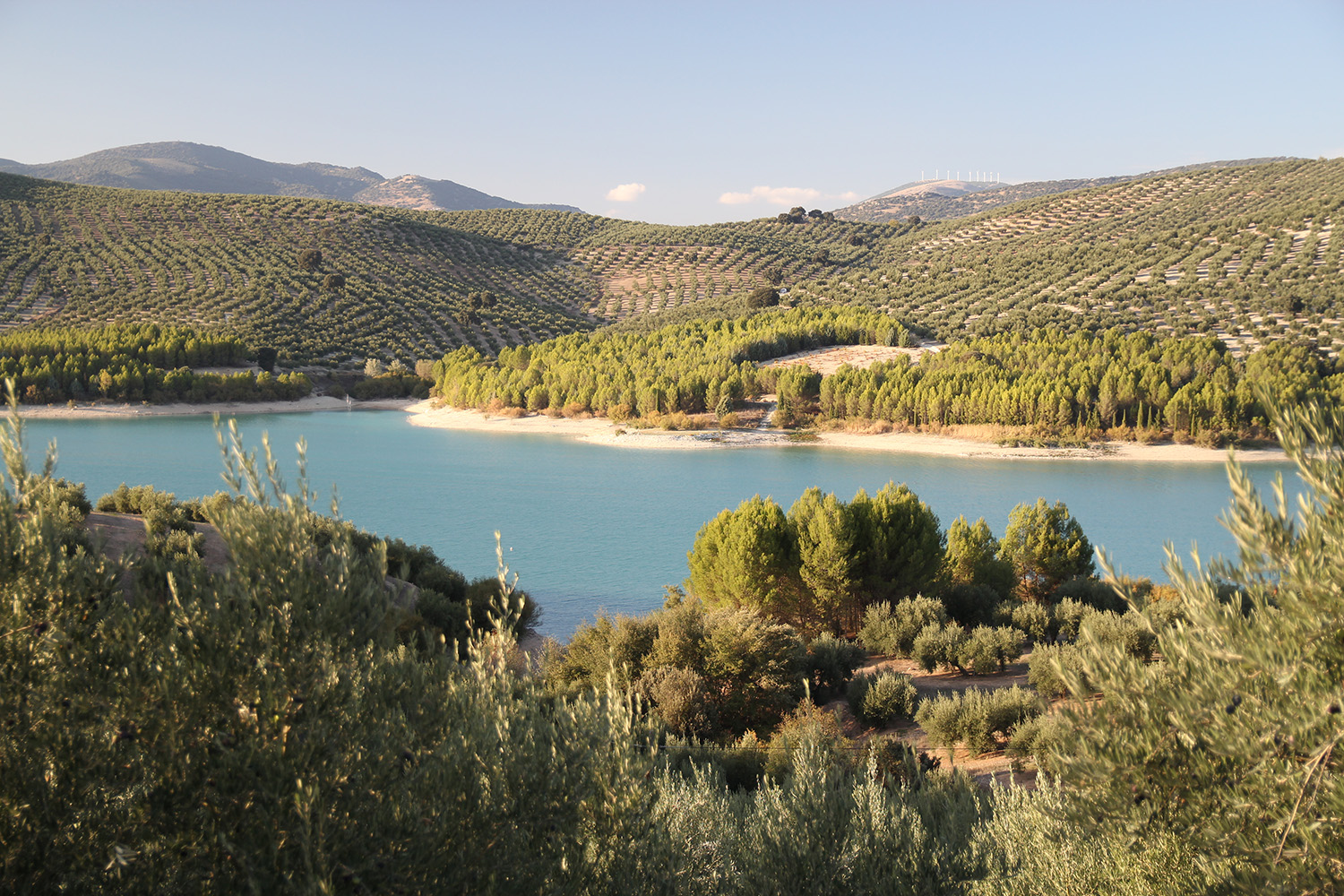 "Bermejales" Colomar, Granada - L05921