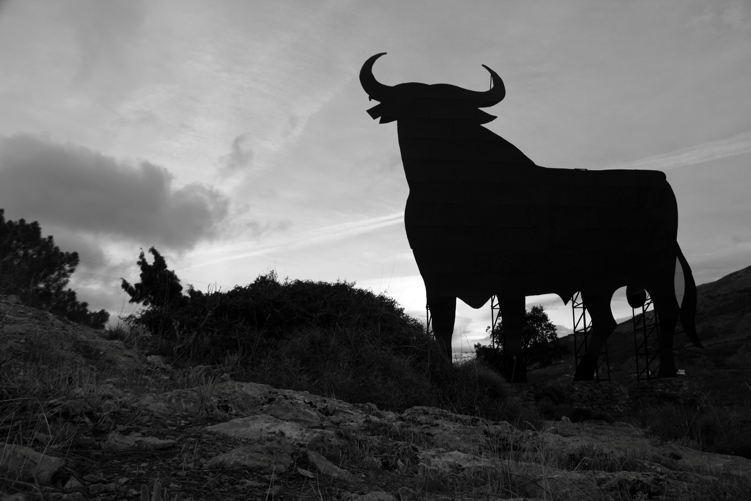 "The Spanish Bull" - PN Sierra Nevada, Granada - LS02378