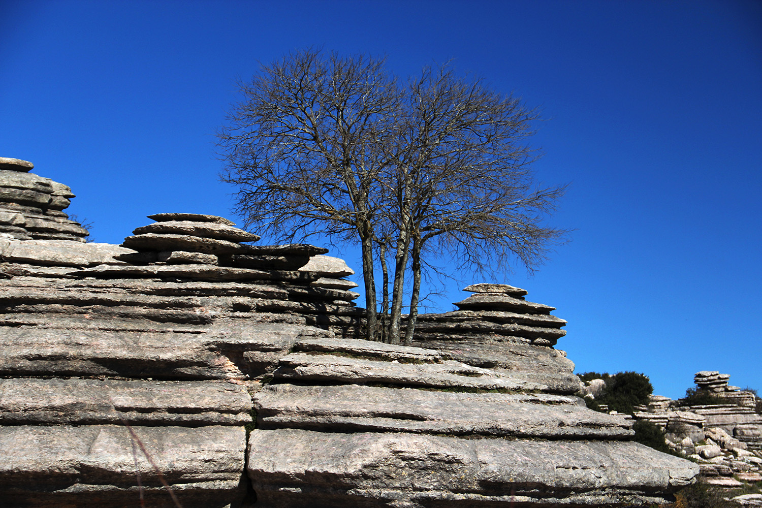 "Rock Tree" - PN Torcal, Malaga - DR00203