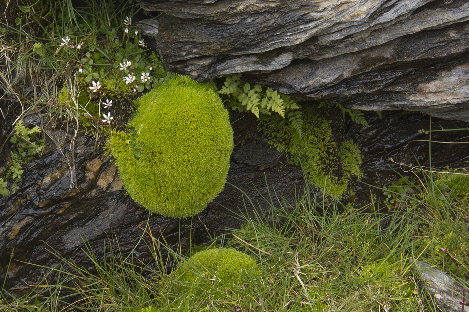 "The Green Ball" - PN Sierra Nevada, Granada - FF05152