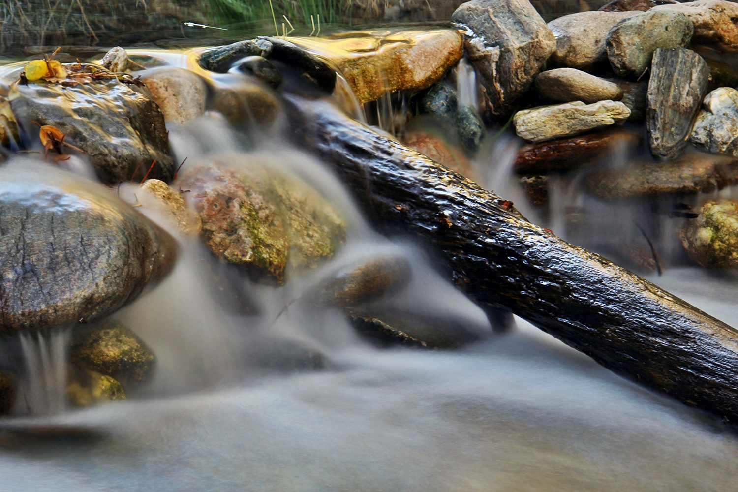 "The Water Trunk" - PN Sierra Nevada, Granada - WC08522
