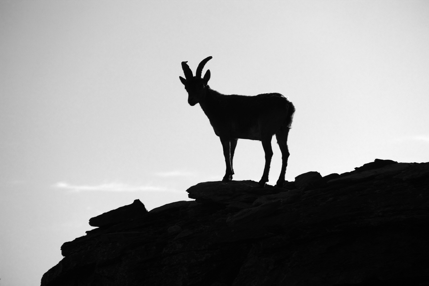 "Morning shadow" - - PN Sierra Nevada, Granada - WL00482