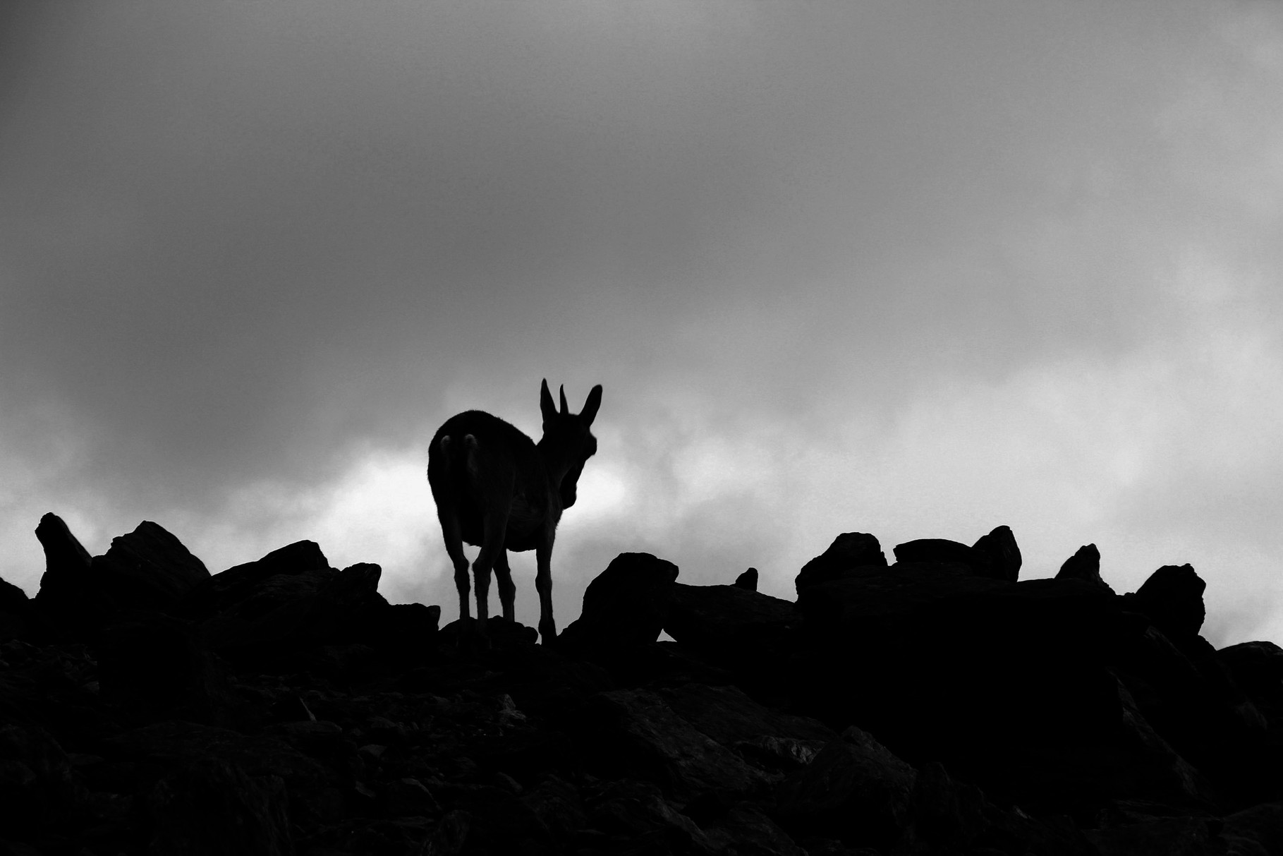 "Mountain Goat Shadow"- PN Sierra Nevada, Granada - WL05007