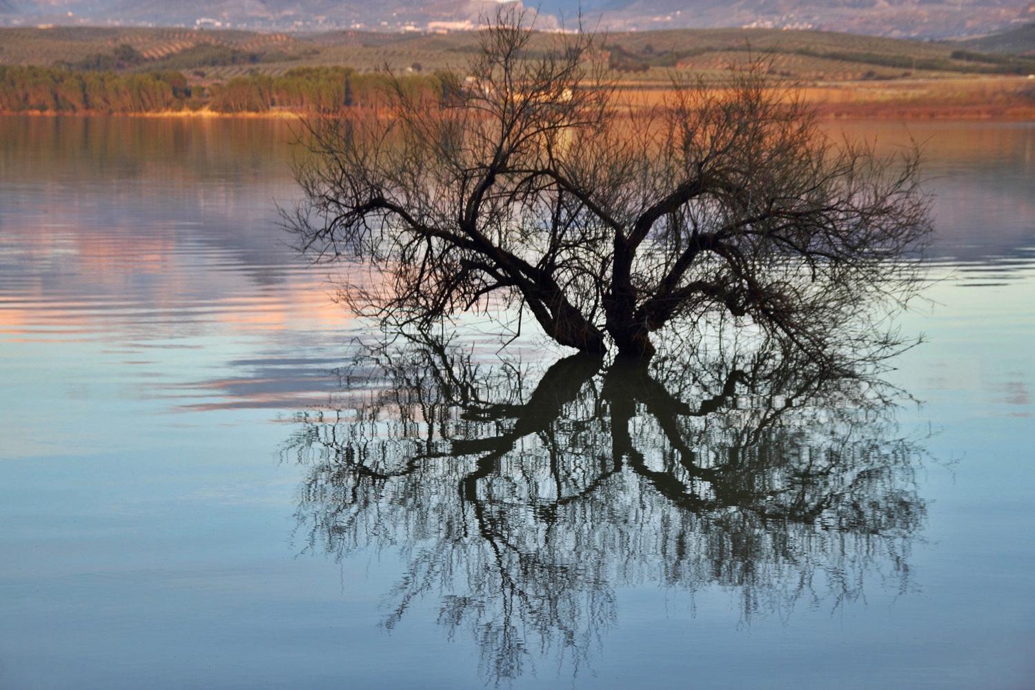 "The Water Tree" - Pantano de Cubillas, Granada - L07718