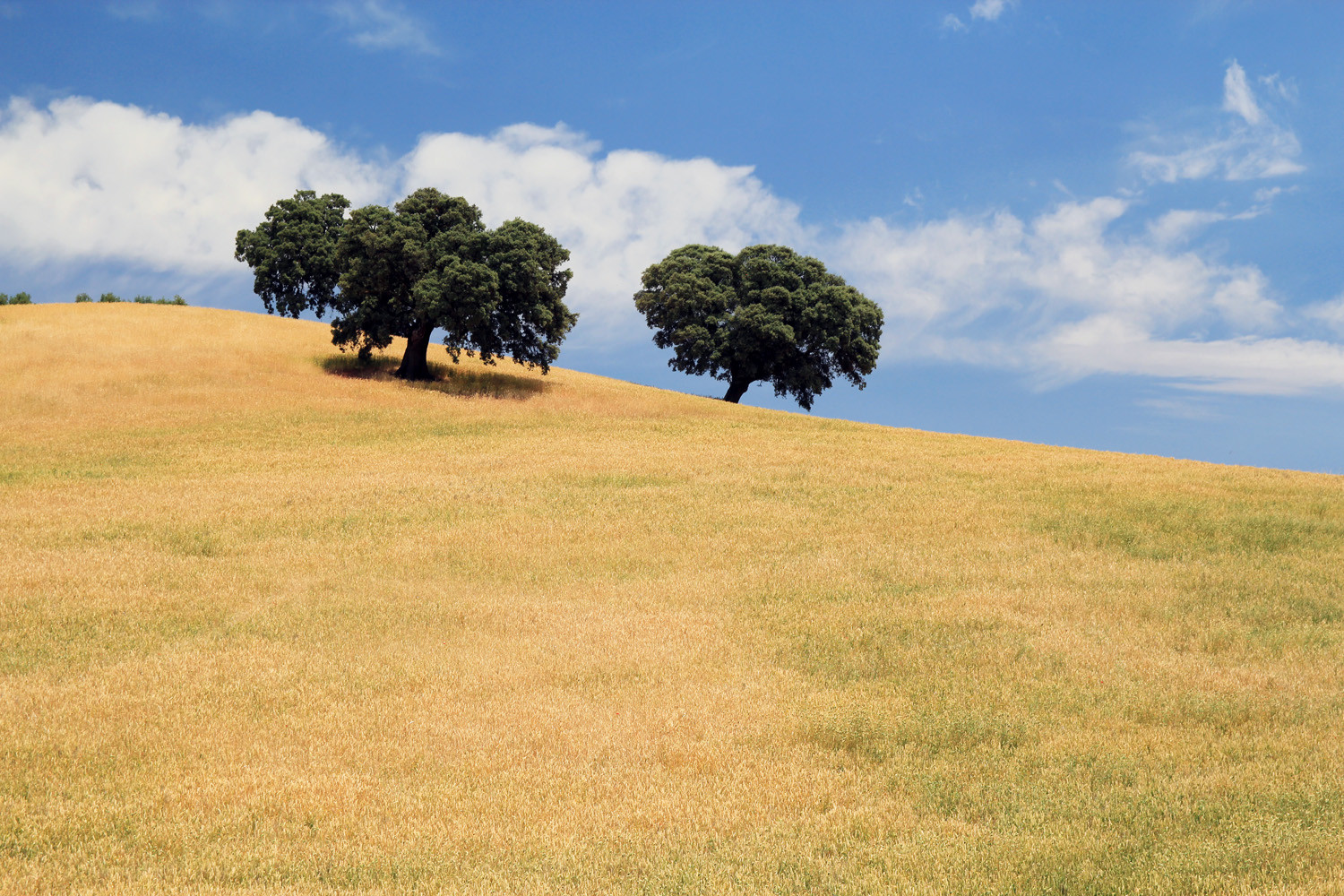 "The Three Trees" - Montefrio, Granada - LS01315