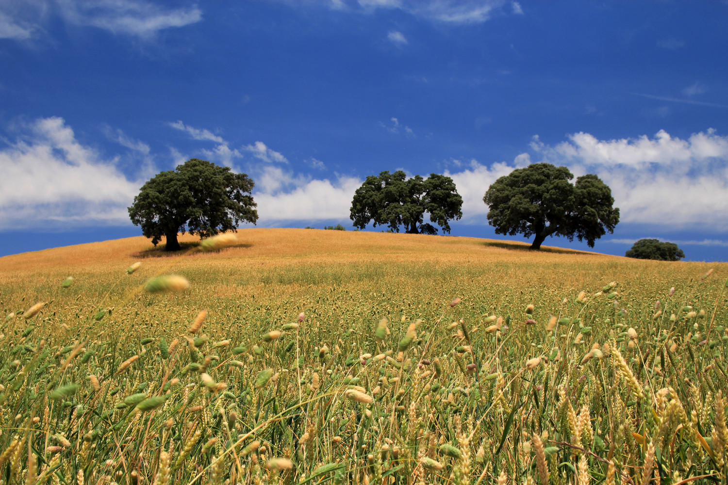 "The Three Trees" - Monte Frio, Granada - LS01321