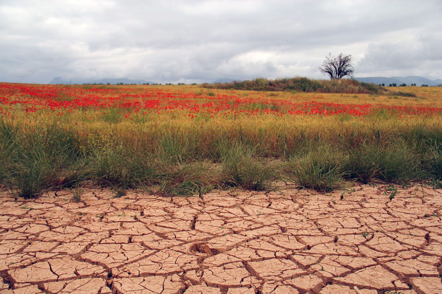 "Colorful Fields" - Countryside Granada - DR08131