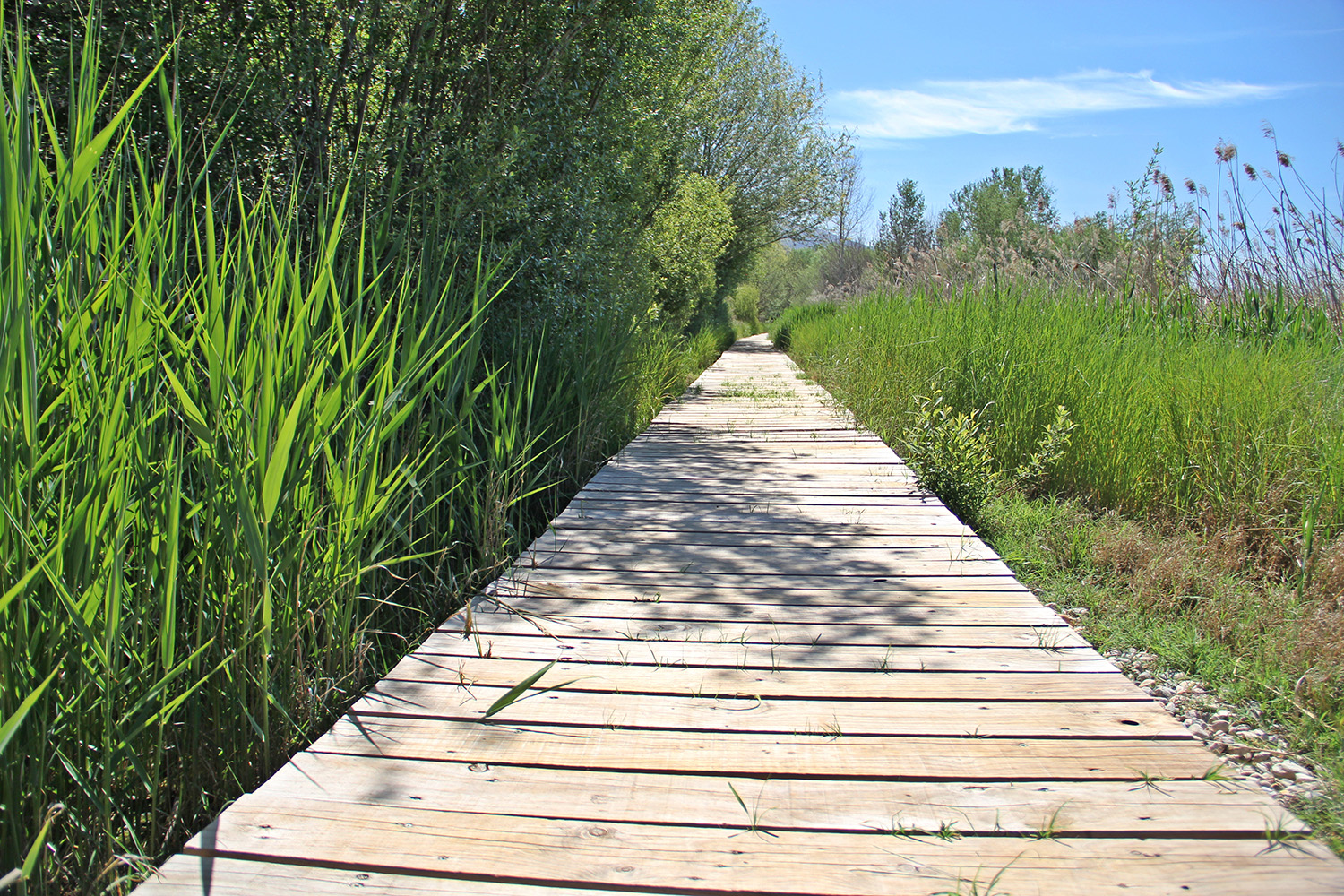 "Wetlands of Padul" - PN Sierra Nevada, Granada - L04203