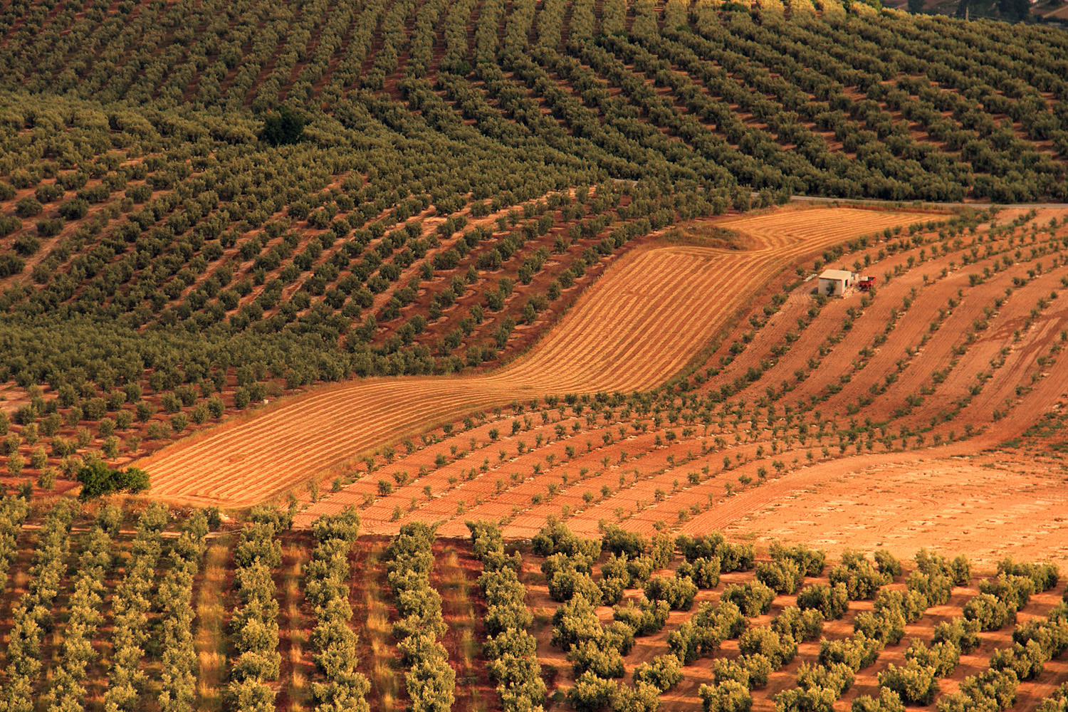 "The Fields" - Country Side Granada - LS08083