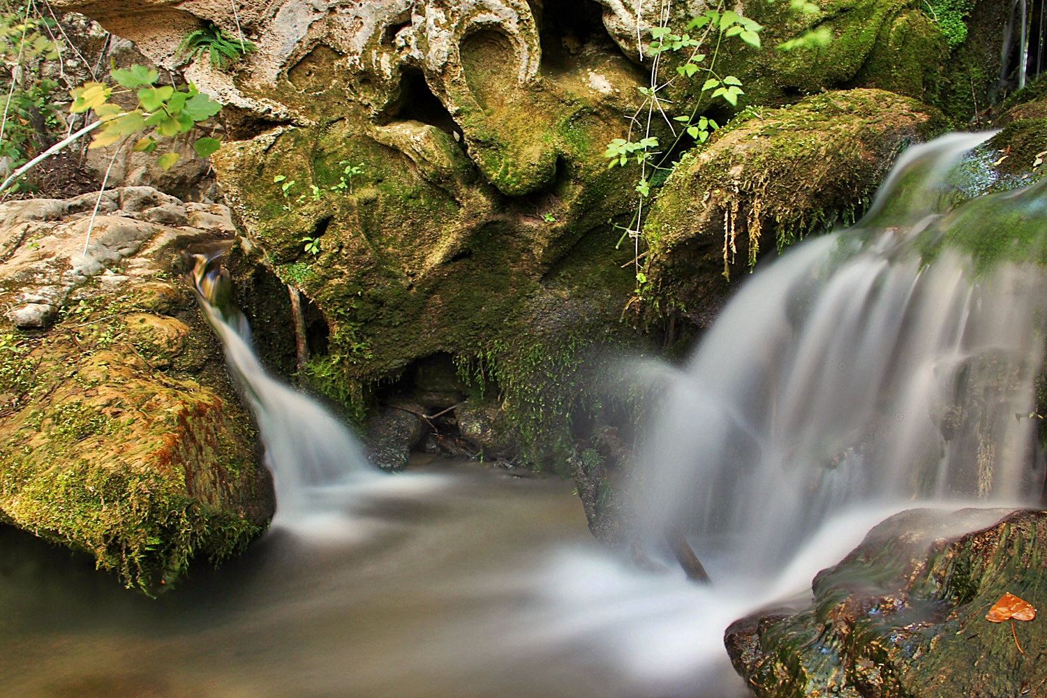 "Pedro Negro" - PN Sierra de Huetor, Granada - WC07898