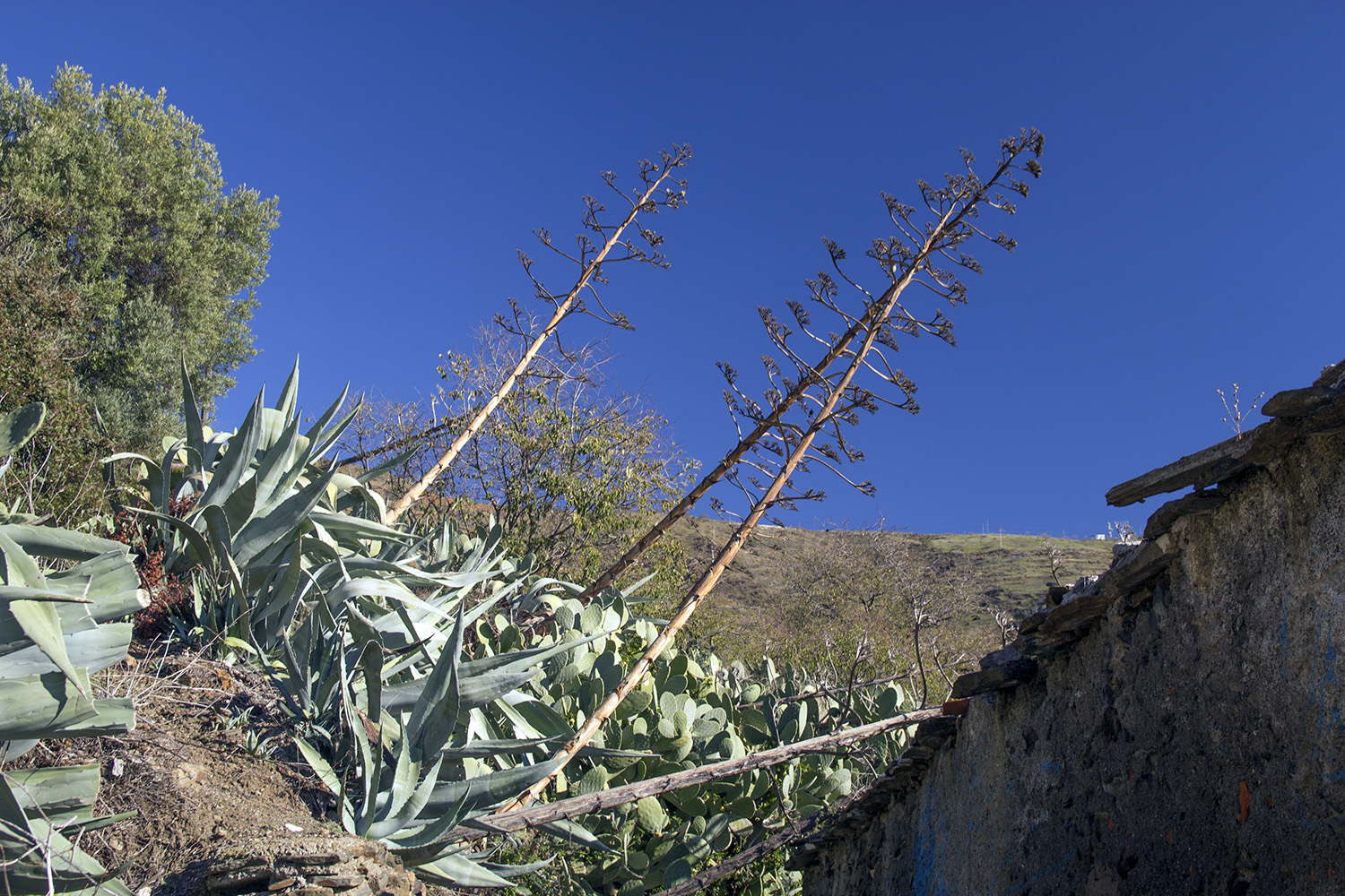 "Cactus Flowers" - Polopos, Costa Tropical - FF07644