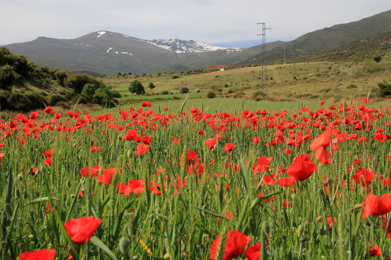 "Spring in Lugros" - Guadix, Granada - LS00323