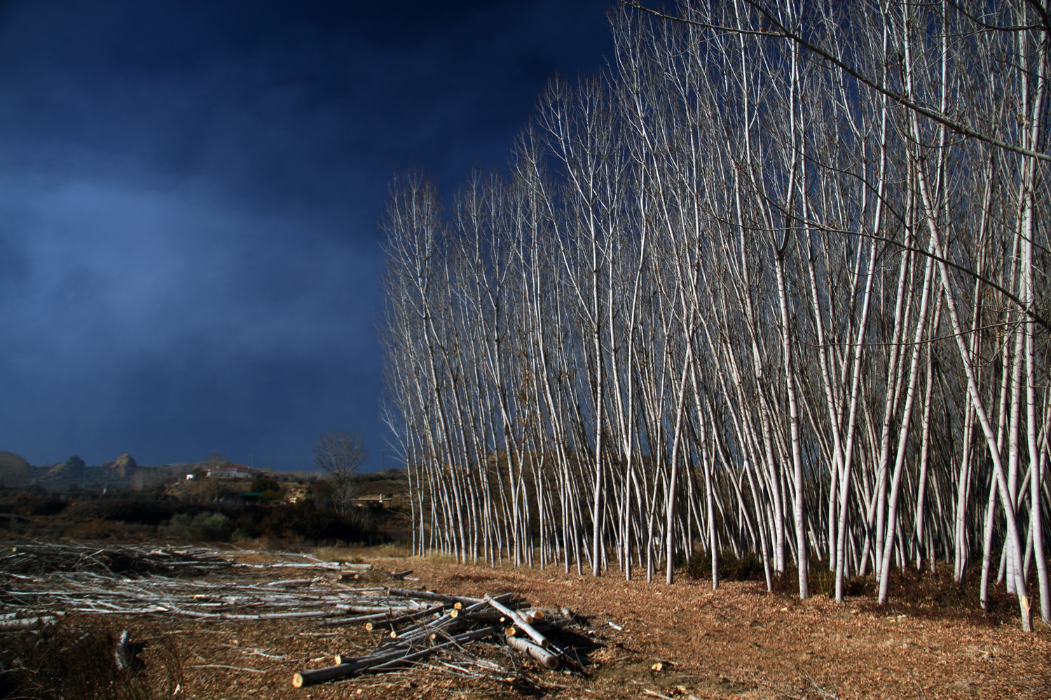 "The Woods" - Marquesado de Zenete, Granada - LS04384