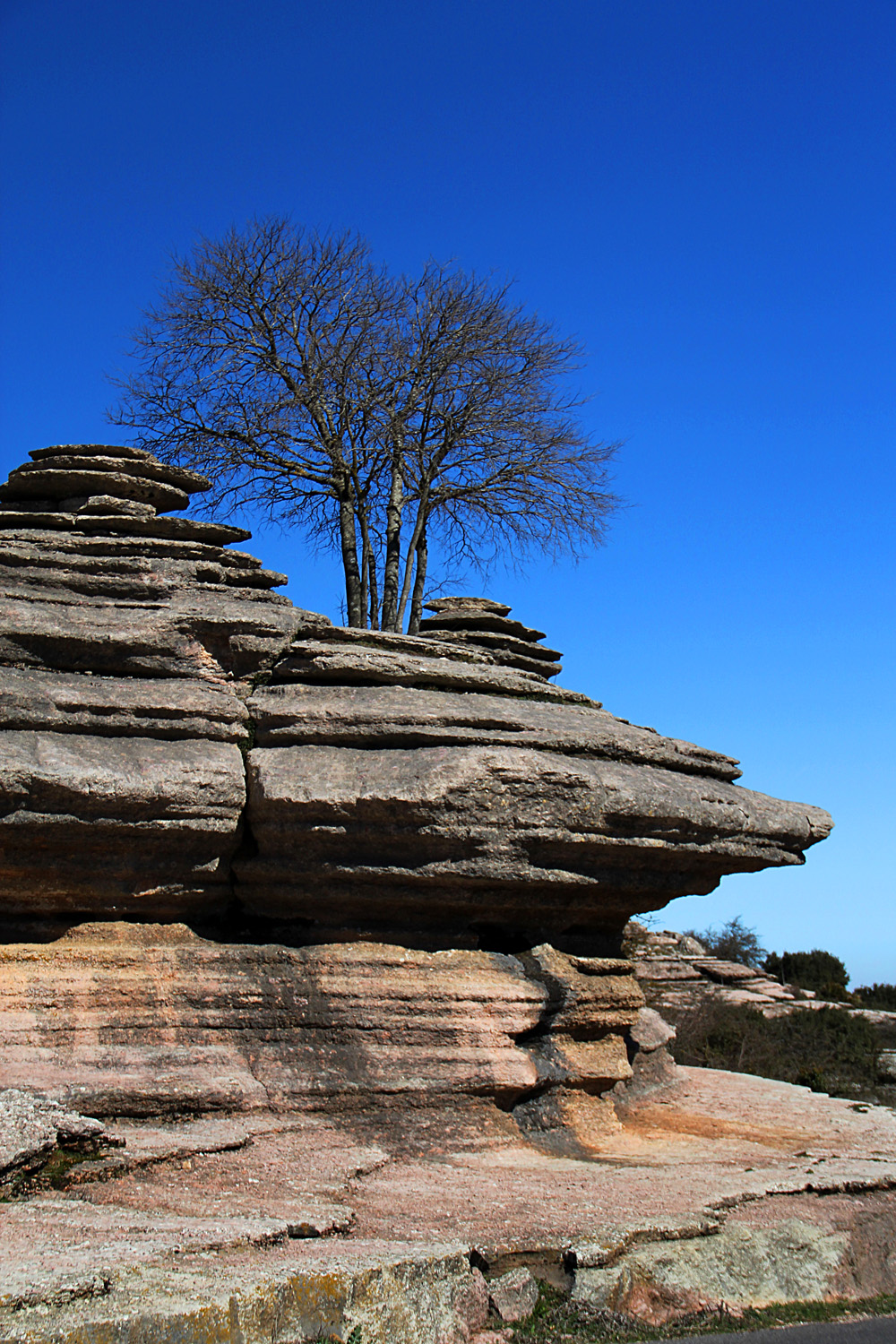 "Rock Tree" - PN Torcal, Malaga - DR00208