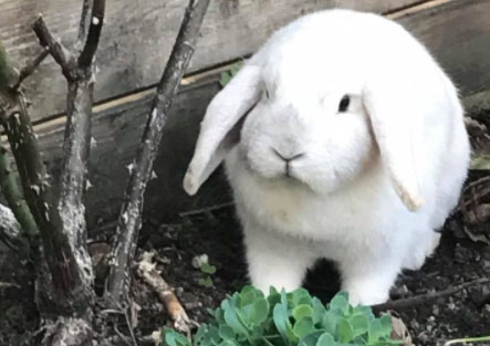 Das ist er: der Osterhase (Foto: Früherwisser Media)