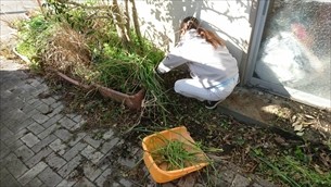 庭木剪定・草取り