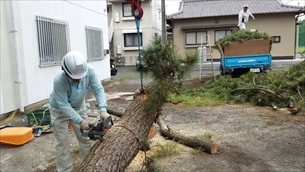 松の木伐採