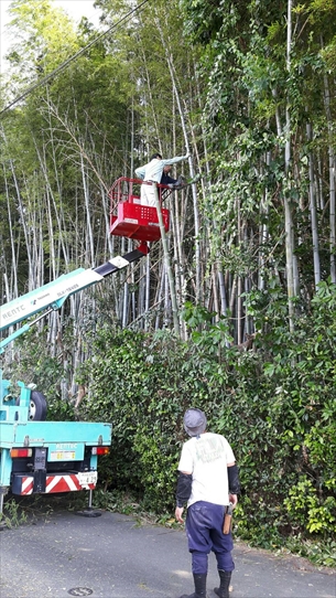 竹林伐採