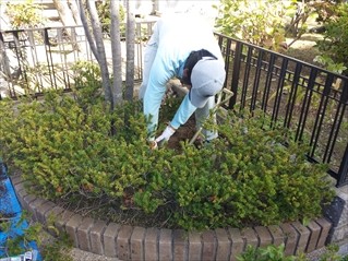 庭木の移植・植替え