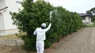 庭木消毒・蜂の巣退治