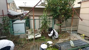 庭木伐採・草取り