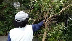 庭木剪定・草取り