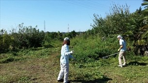 庭木伐採・草刈り